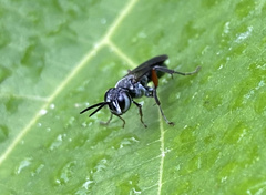 Liris subtessellatus