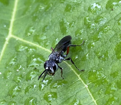 Liris subtessellatus