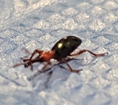Cylas formicarius