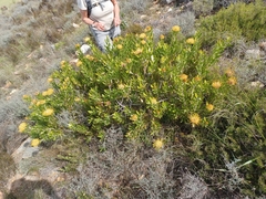 Leucospermum cuneiforme