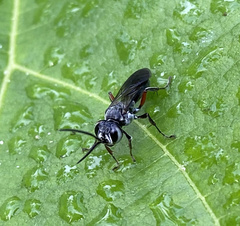 Liris subtessellatus