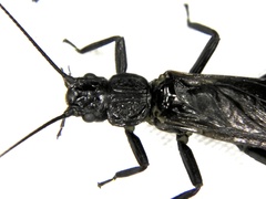 Perloidea