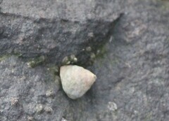 Bembicium