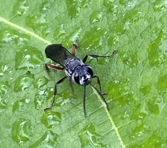 Liris subtessellatus