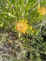 Leucospermum cuneiforme