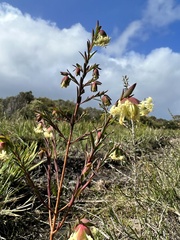 Pimelea linifolia