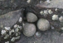Bembicium