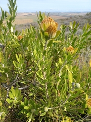 Leucospermum cuneiforme