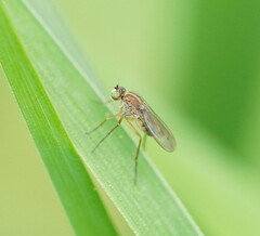 Dolichopodidae