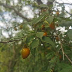 Diospyros rhombifolia
