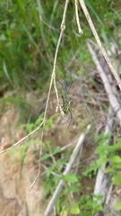 Leucauge