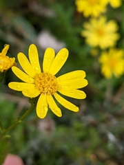 Senecio squalidus
