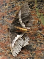 Chiasmia nora