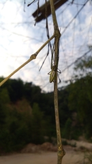 Leucauge