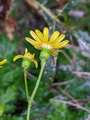 Senecio squalidus