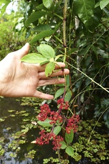 Cissus