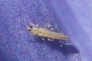 Thripidae