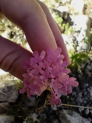 Sixalix atropurpurea