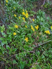Senecio squalidus