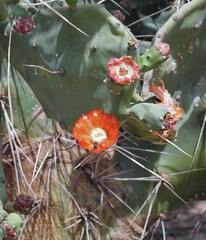 Opuntia quimilo