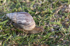 Lissachatina immaculata