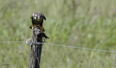 Falco femoralis