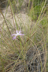 Dianthus broteri