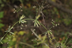 Galium