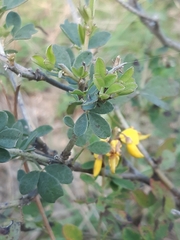 Cytisus nigricans