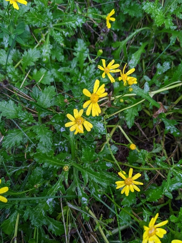 Image of Senecio rupestris by (c) Denis Bastianelli, some rights reserved (CC BY)