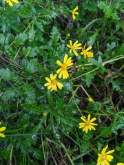 Senecio squalidus