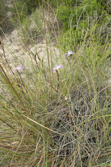 Dianthus broteri
