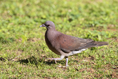 Nesoenas picturatus