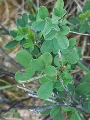 Cytisus nigricans