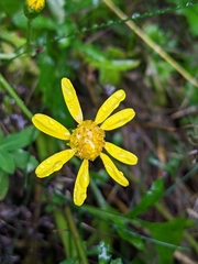 Senecio squalidus