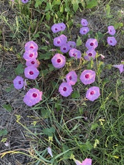 Ipomoea cordatotriloba