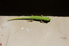 Phelsuma astriata