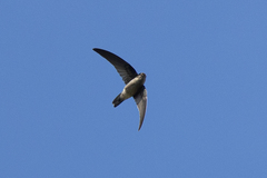 Aerodramus elaphrus