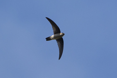 Aerodramus elaphrus