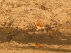 Furnarius leucopus