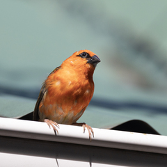 Foudia madagascariensis