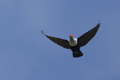 Alectroenas pulcherrimus