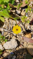 Hypochaeris glabra