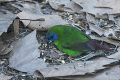 Erythrura trichroa