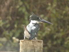 Chloroceryle amazona