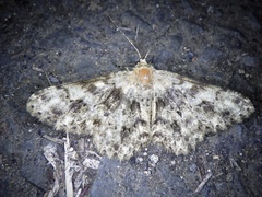 Racotis boarmiaria