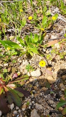 Hypochaeris glabra