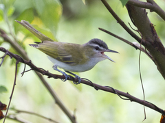 Vireo chivi