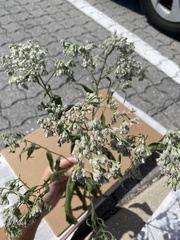 Eupatorium