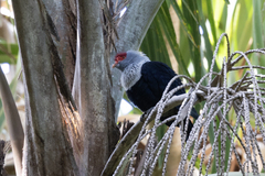 Alectroenas pulcherrimus